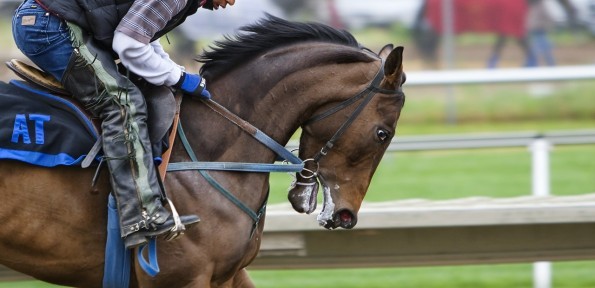 racehorse-419742_1280